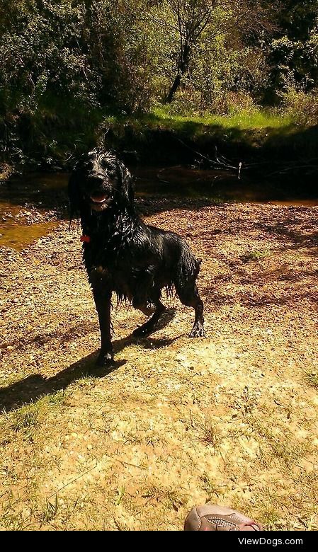 My 4 year old dog Tilly, golden retriever cross springer…