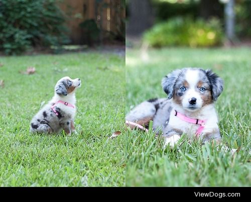 This is Piper, did a photo shoot with her and her Human! Follow…