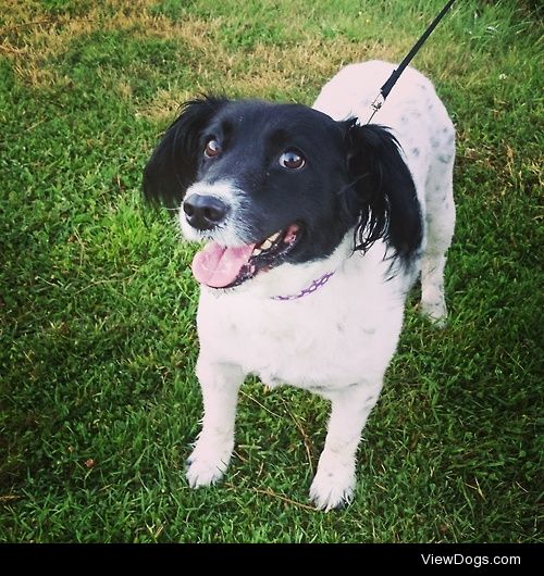 This is Holly, the collie-spaniel cross, enjoying her holiday in…