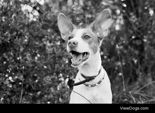 Sweet Ula. The Podenco. By http://ulandjoy.tumblr.com/