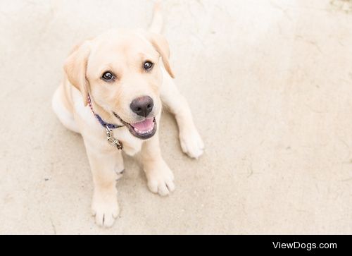 Good Girl – Labrador / / Simon Wrigglesworth