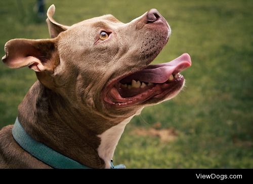 Ray – waiting patiently for his treat.