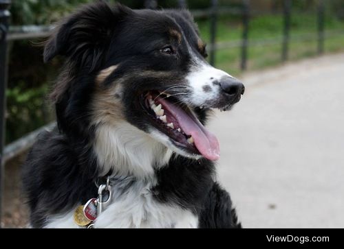 This is Piggy. He’s a tripod dog from the Dominican Republic who…