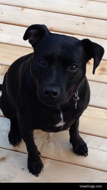 3 year old Taylor. Black lab-Pit mix. This is her begging face!