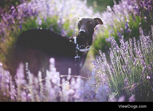 lavender field & Vidra, the whippet