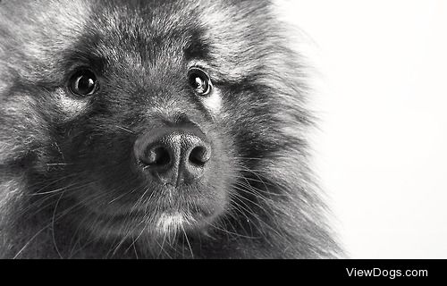 Close-up portrait of my now three years old keeshond Riki. A.k.a…