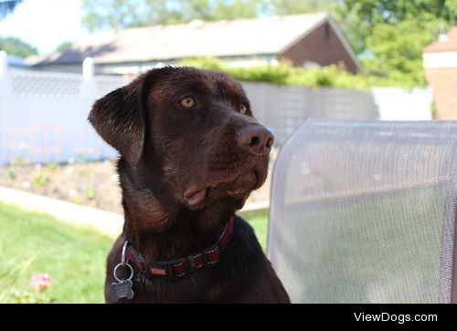 Pudge.  Chocolate Lab. 