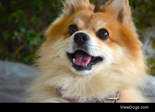 This is my dog, Joker, a 5 year old Pomeranian Spitz.