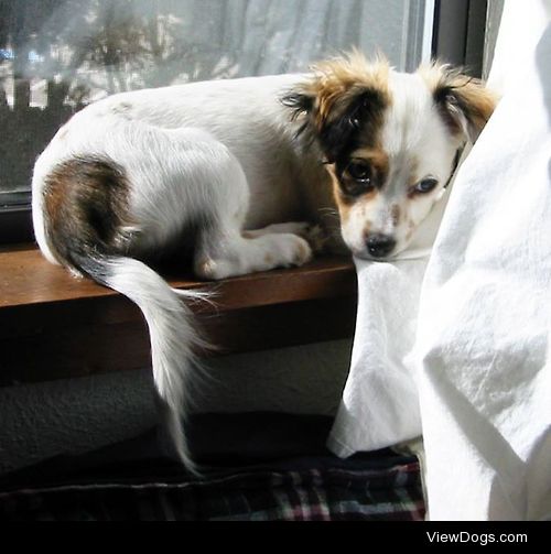 Baby picture of Lulu, a Cavalier King Charles Spaniel/Papillon…