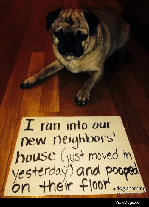 Welcome Wagon!

Rocco, the pug, ran into the new…