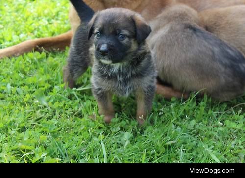 my babygirl Kitka, a gsd-rottie-staffie mix. 11 days left until…