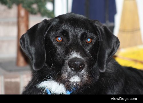 This is Beaux! He is a 2 year old Airedale/Black Lab mix   