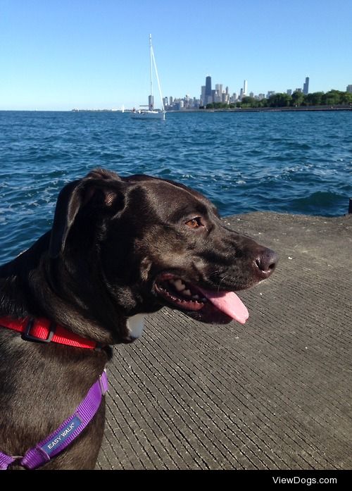 Trixie is an awesome lab mix currently being fostered from the…