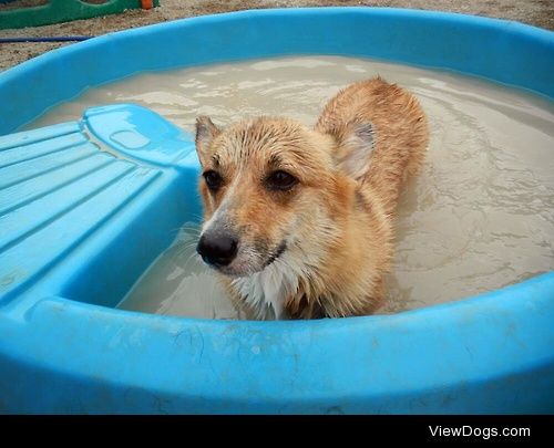 Tiki – 1 year old Corgi 
See more at…