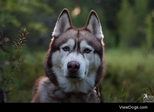 Staring at you with my blue eyes / / Erik Kallberg