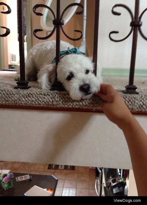 Maxie boy making sure I rub him as I walk up the stairs.