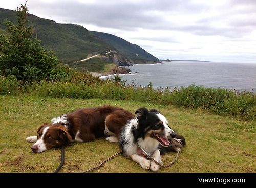 Border collies (Blitz and Mara) in Cape Breton, Nova Scotia. 