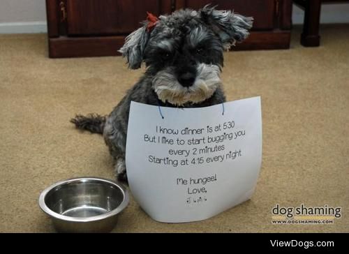 Is it dinner time yet?

Our Schnoodle, Jimi, just loves to eat….