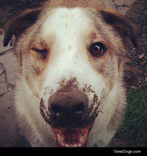 Benny, husky mix…loving life!