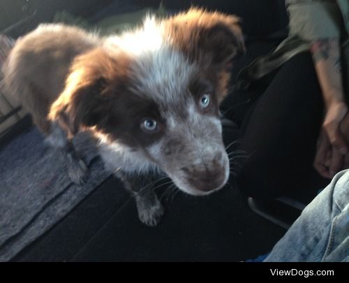 Our baby Border Collie Puppy ♥ Hiccup