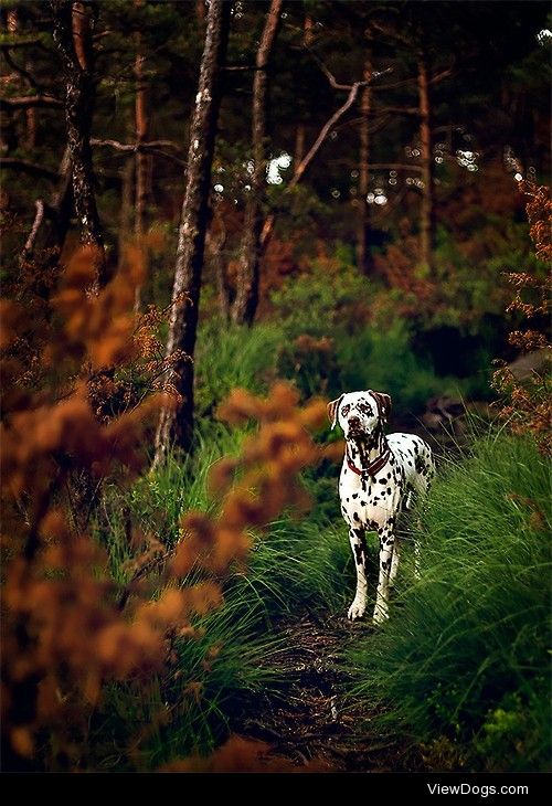 Dalmatian / / Rudi