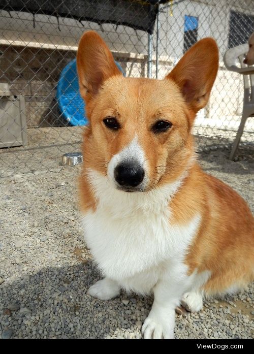 Copper, 1 year old Corgi 
See more at…