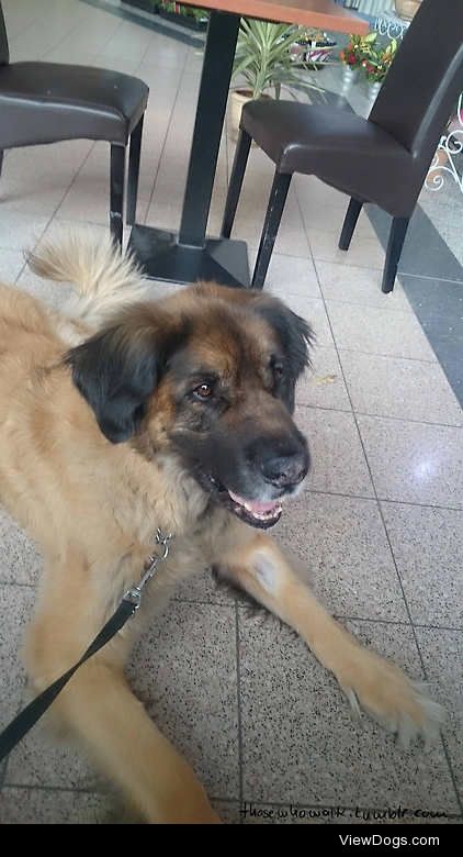 This is Anton. My beloved Leonberger. He turned 8 this May.