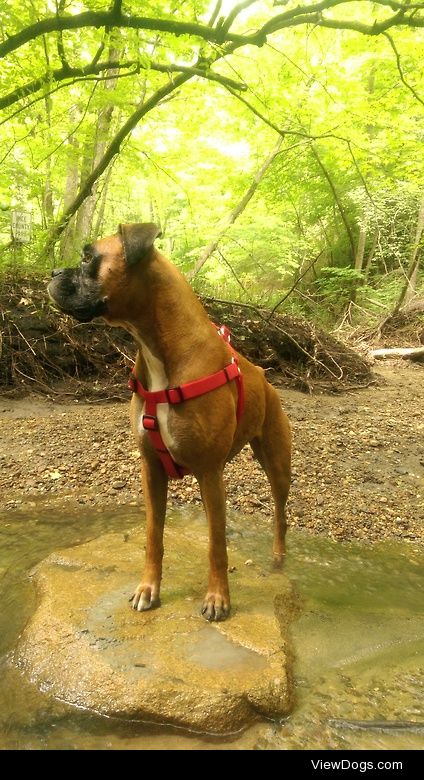 Lexy the Boxer. Thoroughly enjoying the stream.