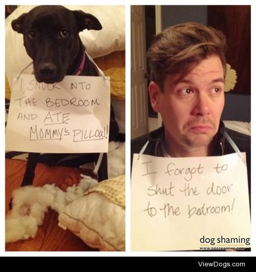 Double the shame

Dog: I snuck into the bedroom and ATE…