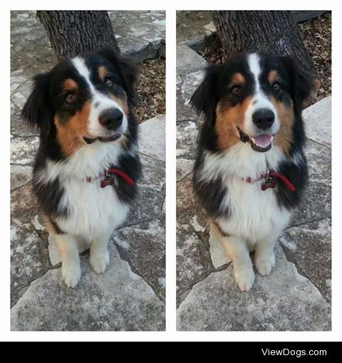 Danny Boy the sweet Australian Shepherd smiling!