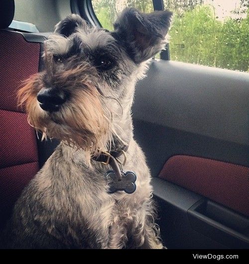 Jumoku, three year old miniature Schnauzer