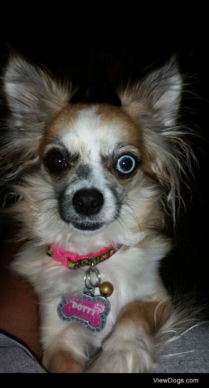 Dotty is a 2 year old long hair chihuahua and the sweetest dog…