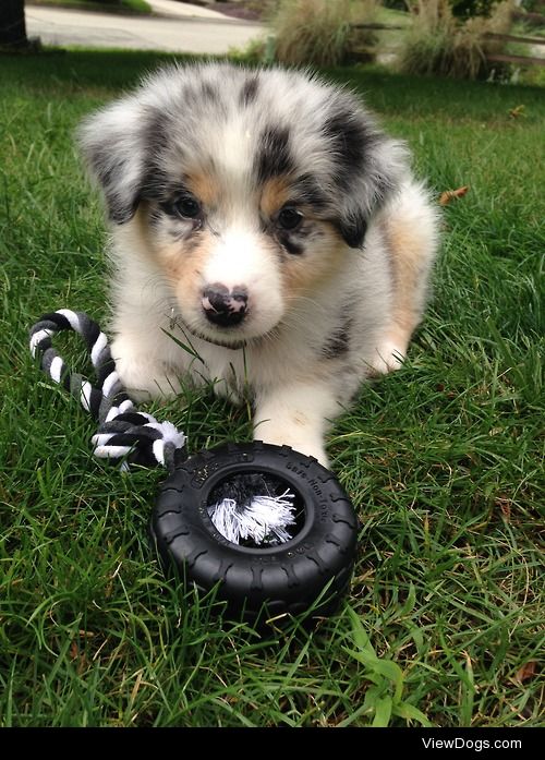 Yahoo the Australian Shepherd