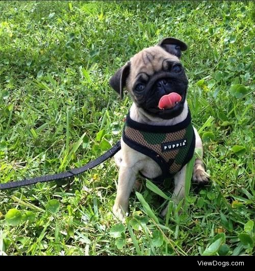 This is Pickles, he is a three month old pug.