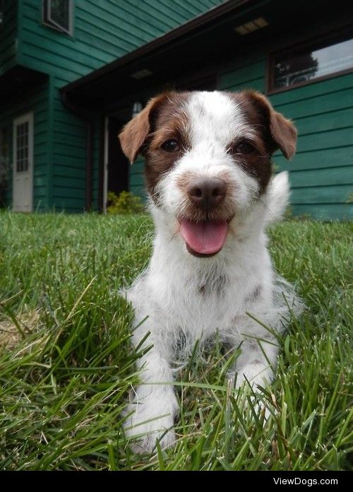 My mother’s new rescue dog, Topher. 
See more at…