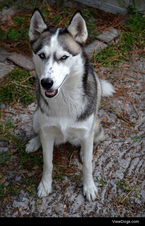 Ryleigh my sweet girl. :) #ryleighthehusky