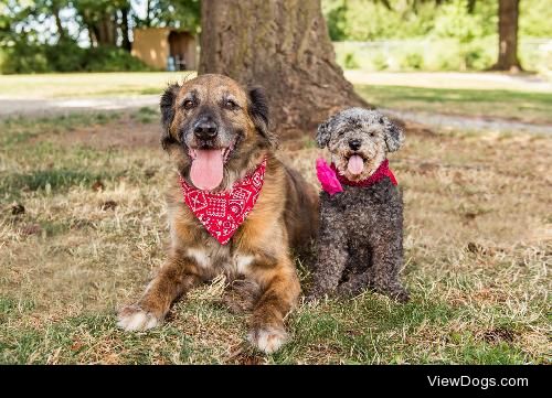 littleboojean:

Beautiful doggies available for adoption at the…