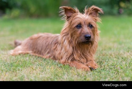 Australian terrier Silla / / Stefan Cardell