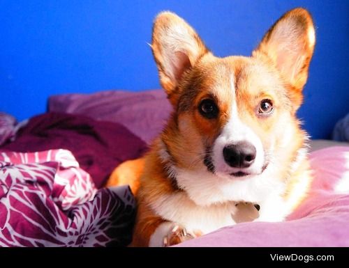 Mylo. 2 year old Pembroke welsh corgi and the most lovable…