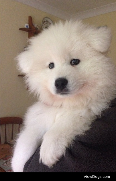 luka the samoyed puppy