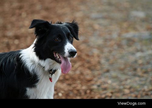 Sammy // border collie