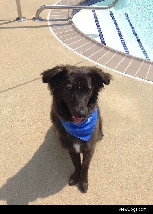 Oliver Twist (Ollie), 1 year old Lab/Border Collie mix.