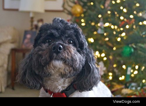 My Christmas puppy Lucky!