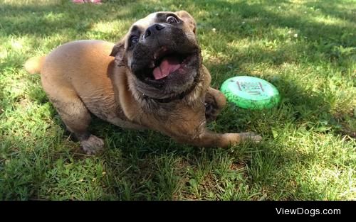 lucythebulldogge:

There was a mud puddle. And a frisbee.  And a…