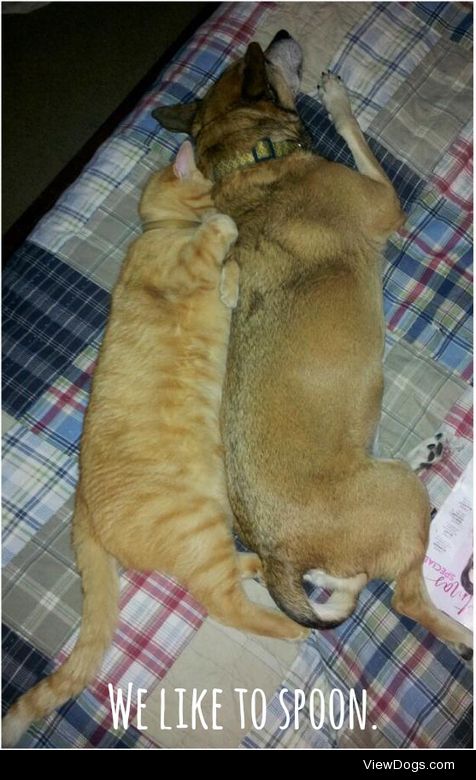 Interspecies spooning

Harley loves Abby. He licks her head and…