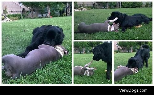 Maya the Newfoundland & Zuni the…