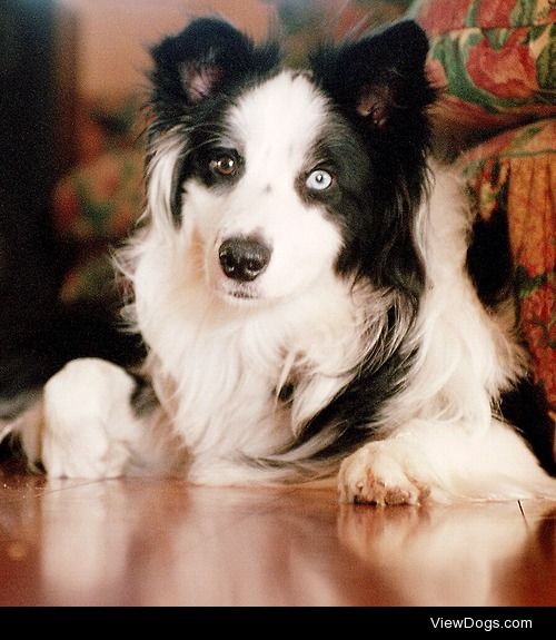 Jake, border collie, Brisbane Australia.