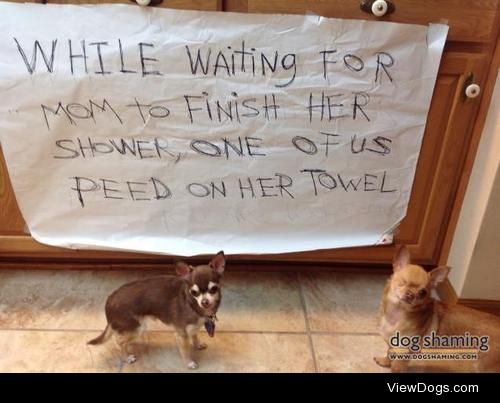 How dare you take a shower?

My two rescue chihuahuas waiting…
