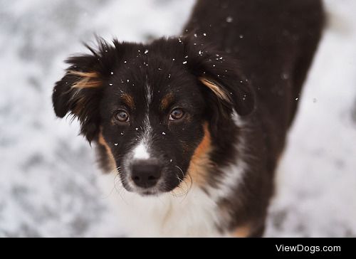 my australian shepherd Lexie last winter :)