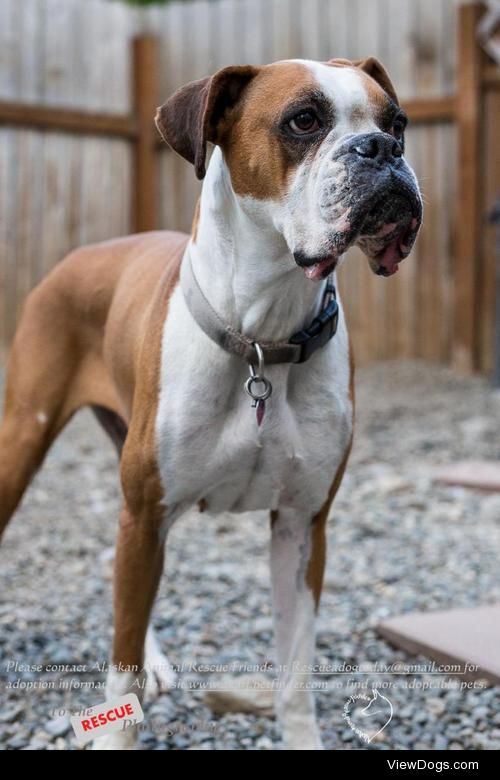 Bella
Boxer • Adult • Female • Large
Alaska Animal Rescue…